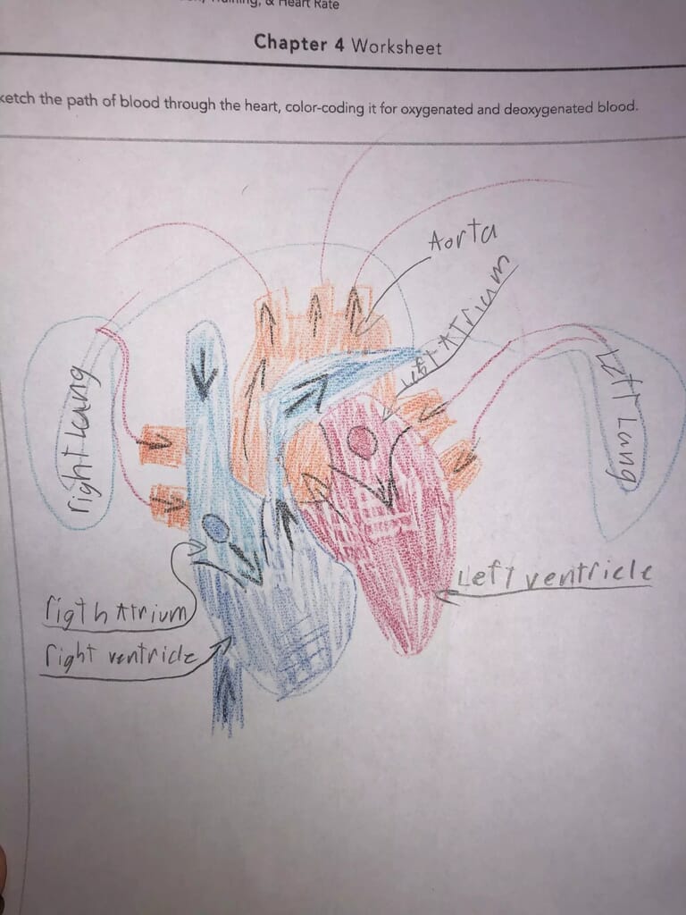 Drawing of the heart my daughter made based off the info she learned in this science class.