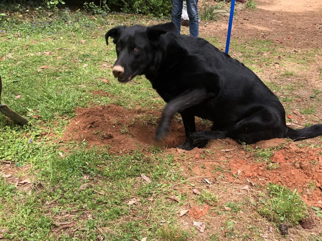Gardening with Kids is a Great At-Home Spring Break Adventure Our sweet lab/shepherd mix insisted on helping us dig the holes for fruit trees.